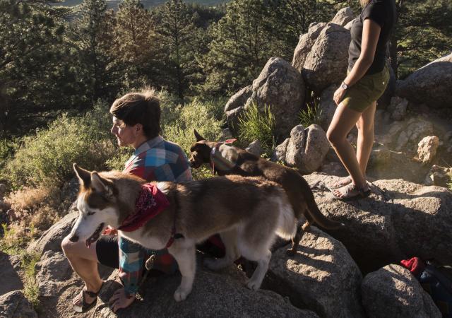 Campers with their dogs