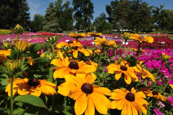 CSU Trial Gardens