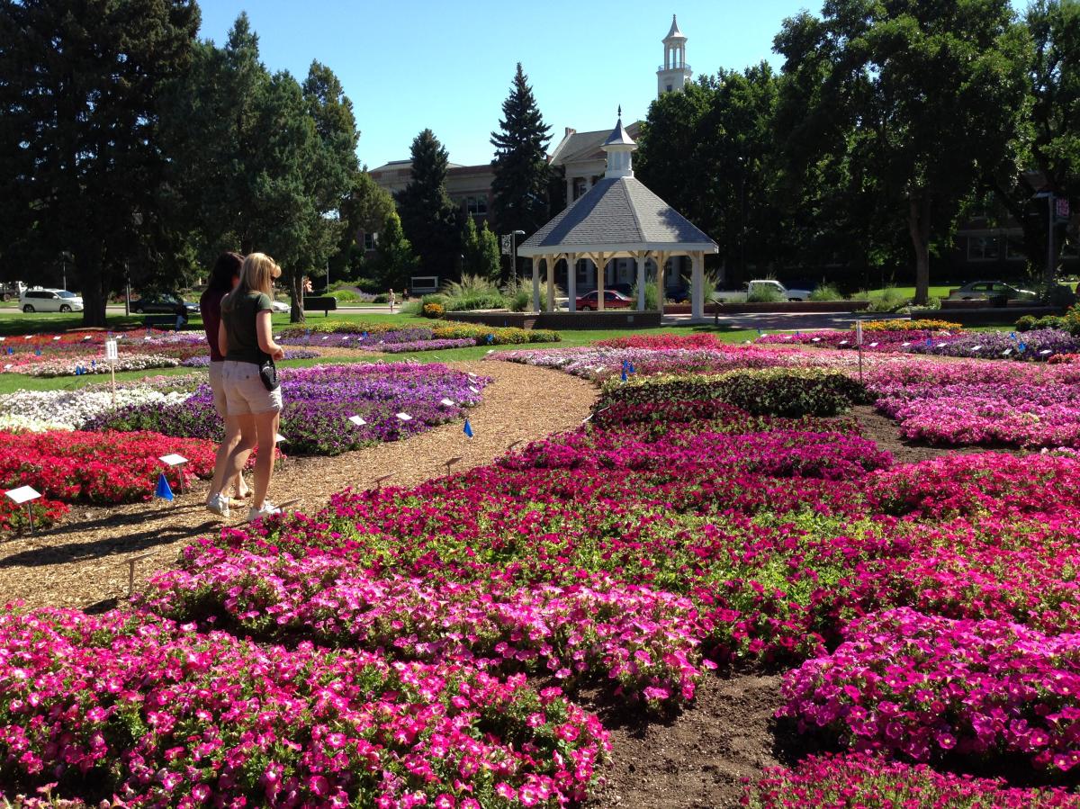 CSU Flower Trial Garden