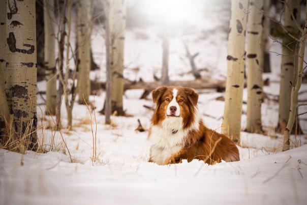 Winter Dog in Snow