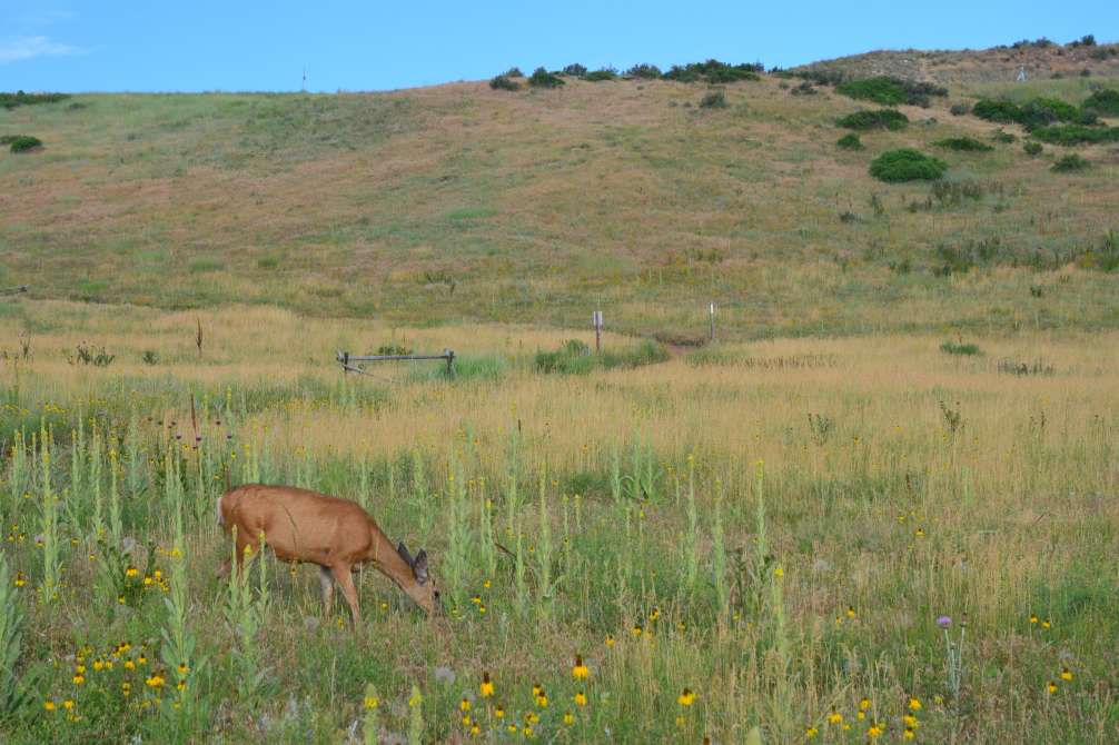 Maxwell Open Space Deer