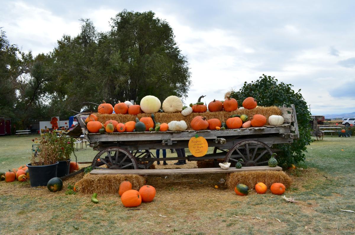 Pumpkin Patch