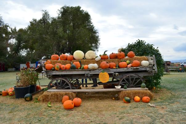 Pumpkin Patch