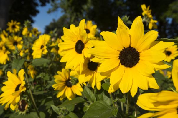 CSU Trial Garden