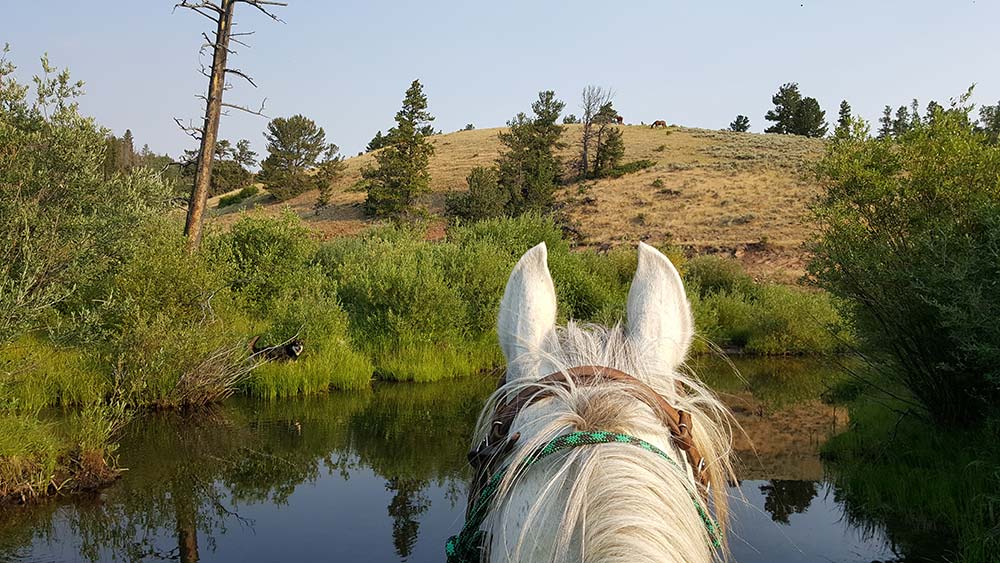 Beaver Meadows Stables