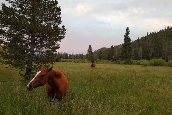 Horse-in-Field-Beaver-Meadows-Stables