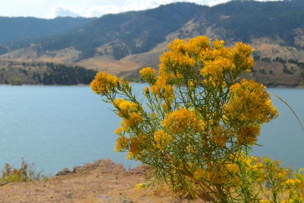 Horsetooth Flowers