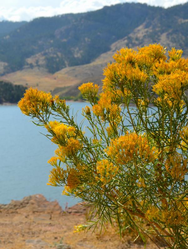 Horsetooth Flowers