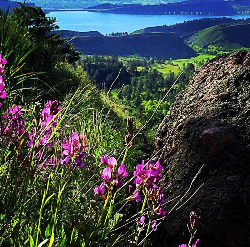 Horsetooth Wildflowers