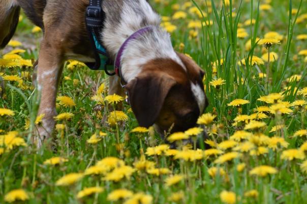 Dog in Wildflowers