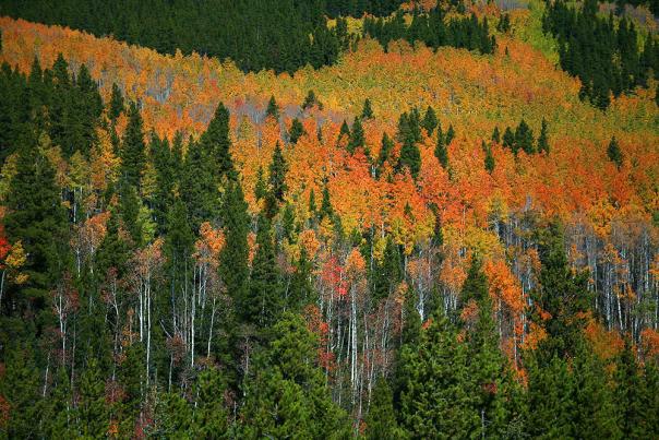 leaf-peeping