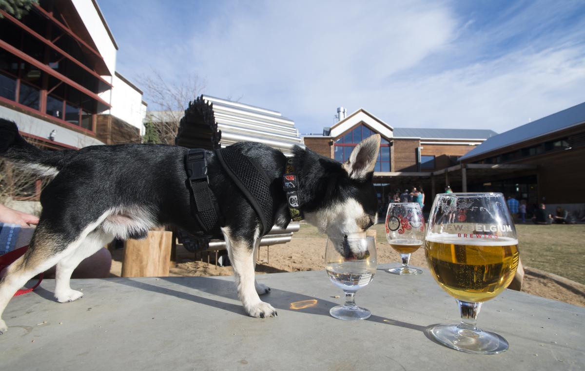 New Belgium Brewing - Pet Friendly Patio Dog