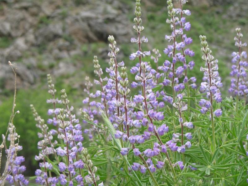 Poudre Canyon Wildflower