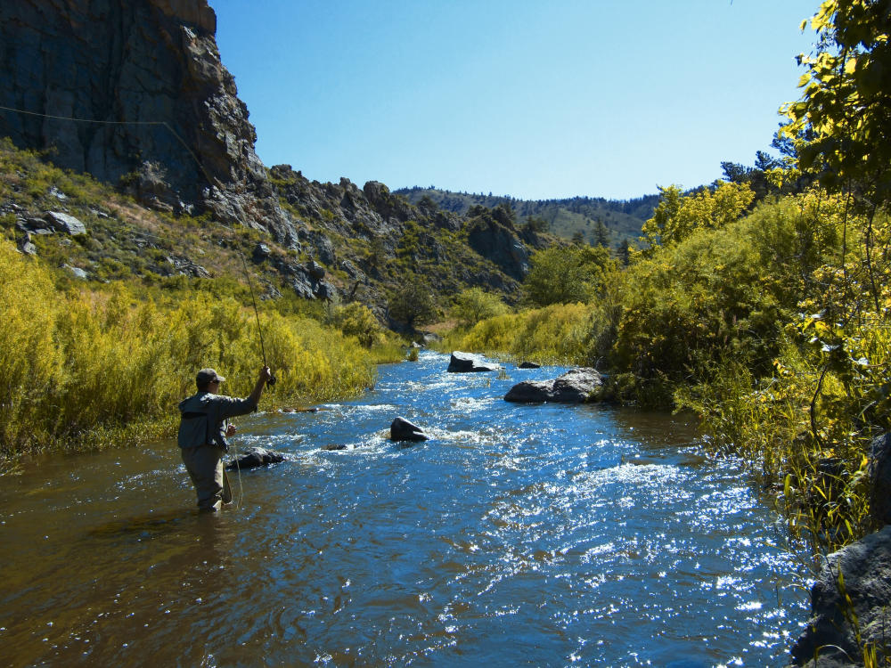 Man Fly Fishing in the Poudre River In Fort Collins, CO