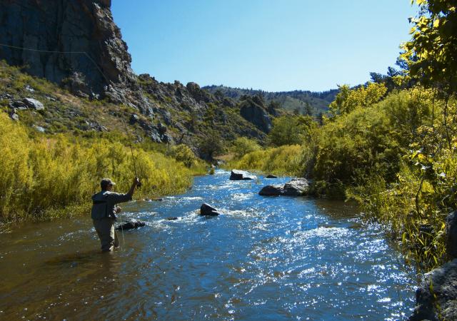 Man Fly Fishing in the Poudre River In Fort Collins, CO