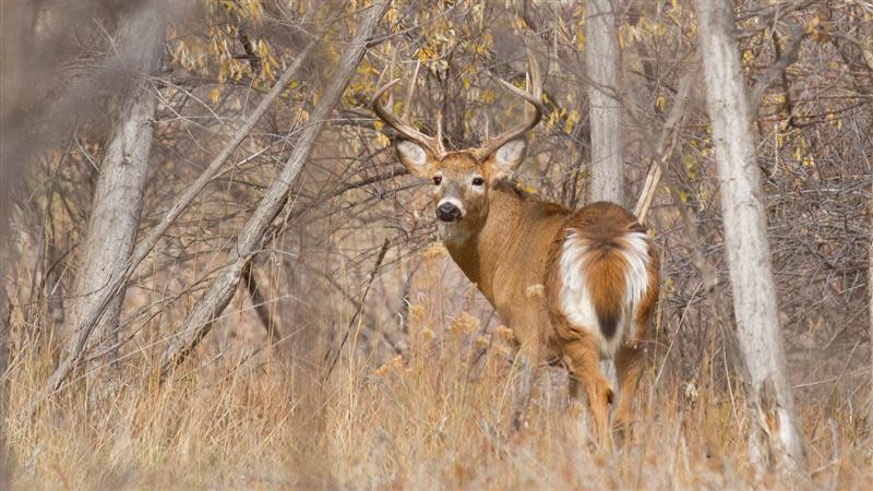 Running Deer Natural Area Wildlife White tailed deer