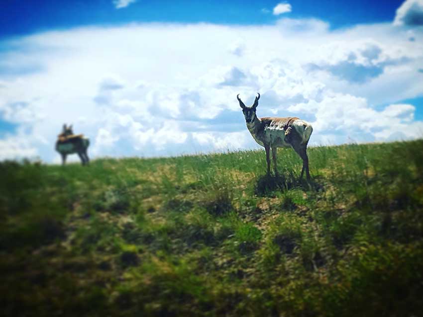 Soapstone-Pronghorn