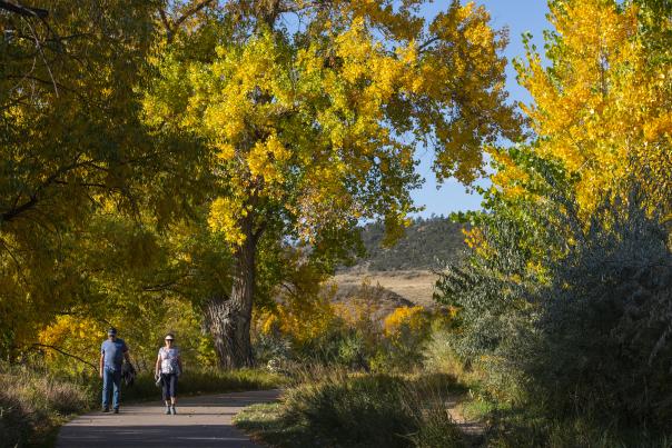 Fall foliage