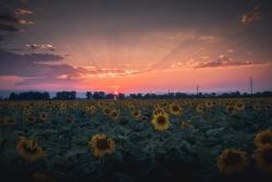 Sunflower Sunset ajipsen