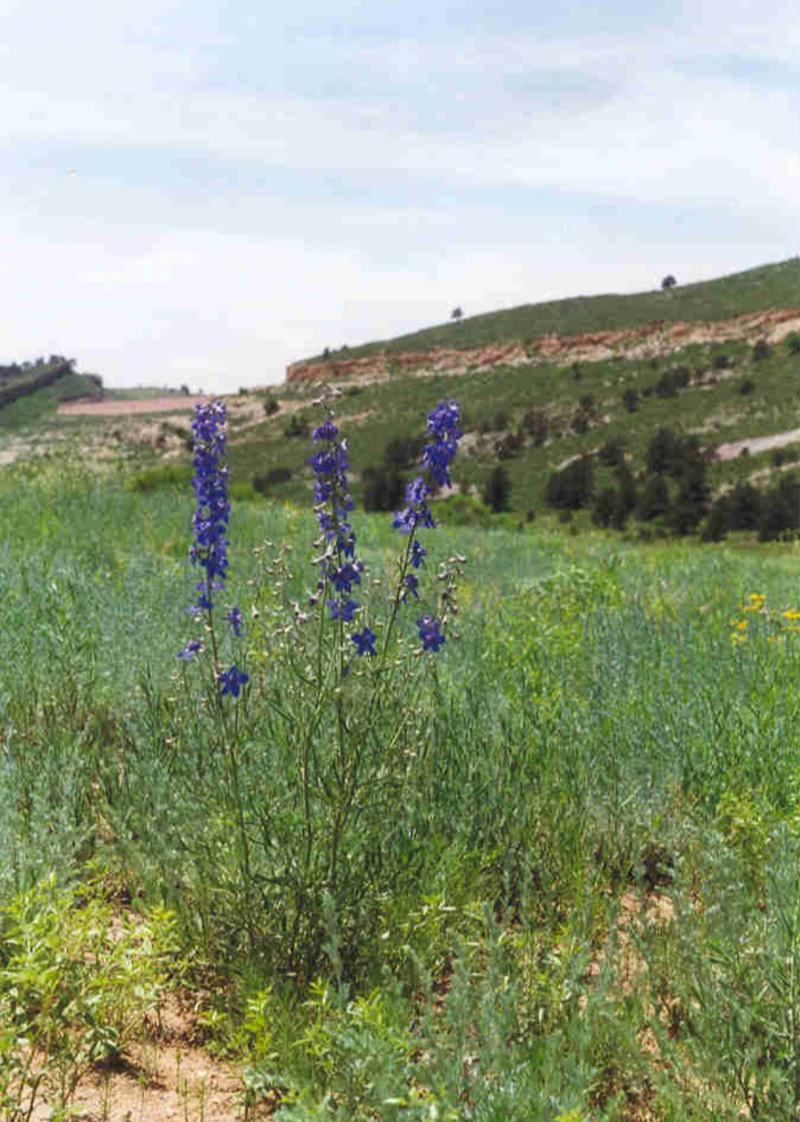 Wildflowers at Maxwell Open Space