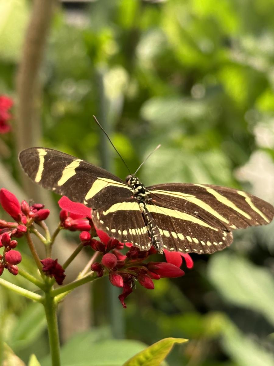 Butterfly House