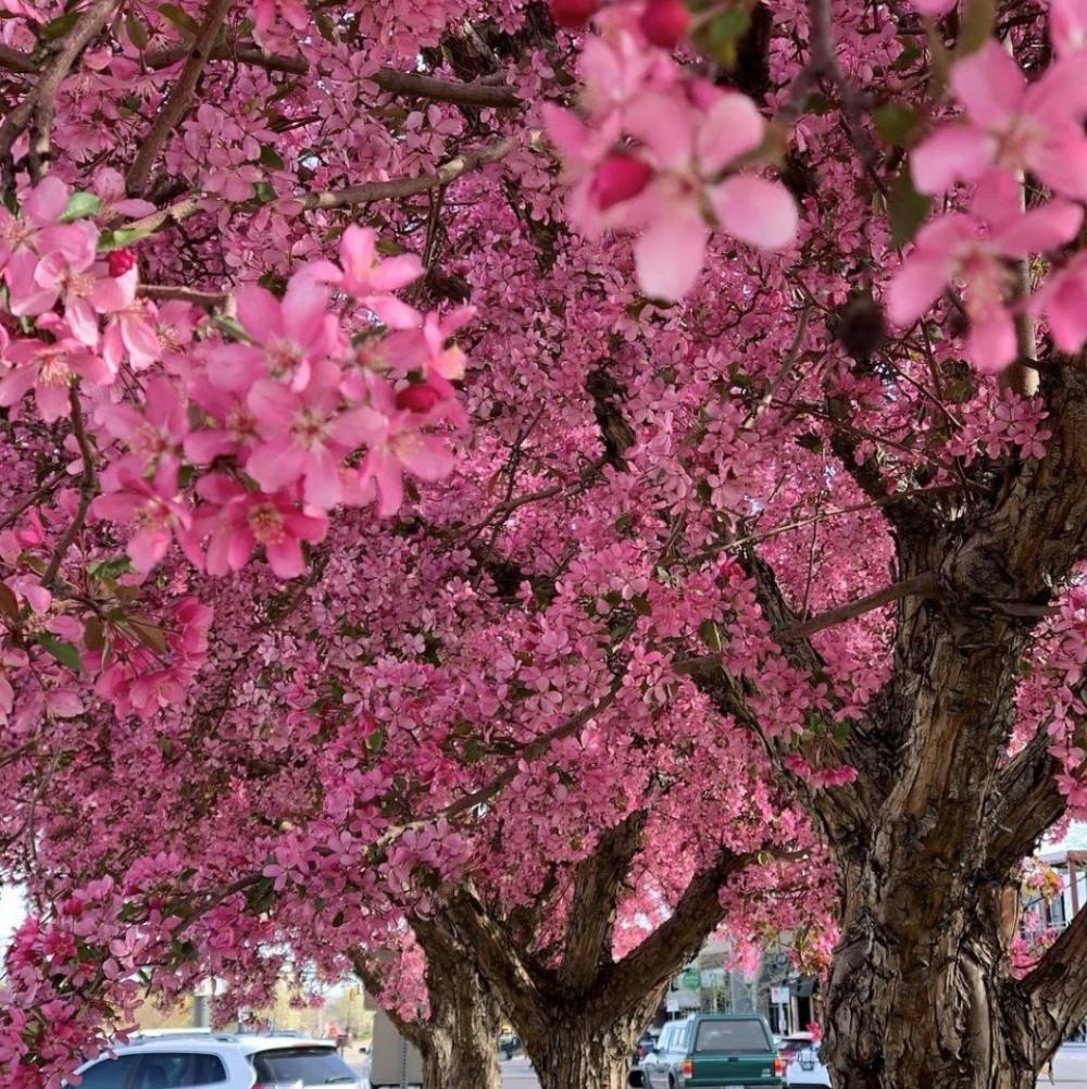 Spring tree blooms