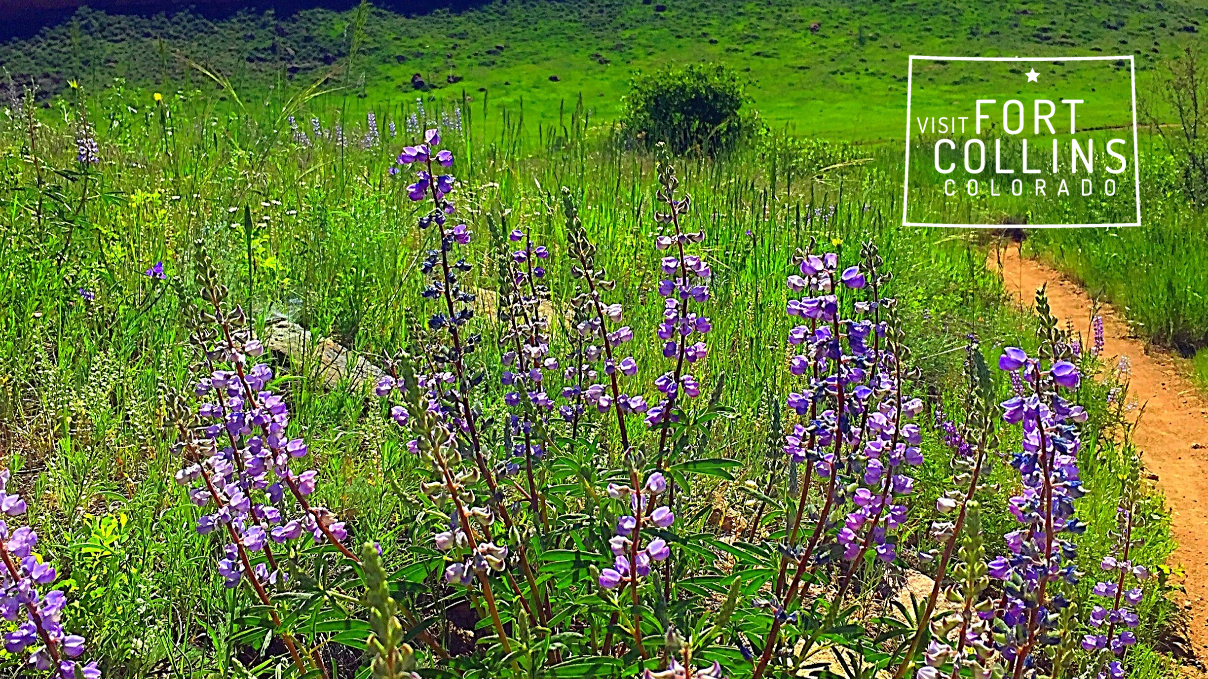 Virtual Horsetooth wildflowers white logo