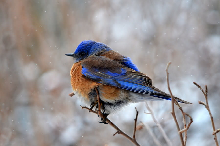 Western Blue Bird