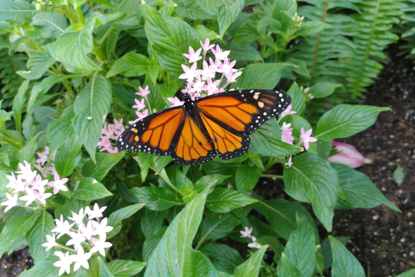 Butterfly House 2